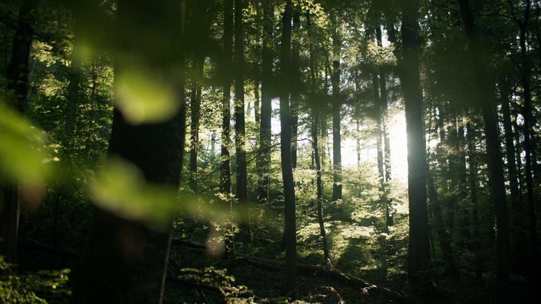 кадр из фильма Secrets of the Forest