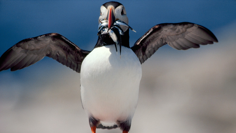 кадр из фильма Symphony for Our World