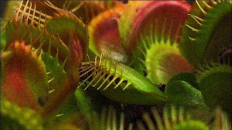 What Plants Talk About