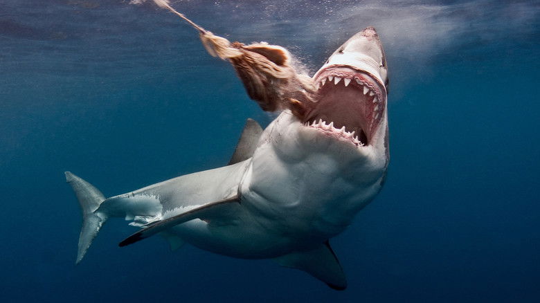 кадр из фильма The Search for the Ocean's Super Predator