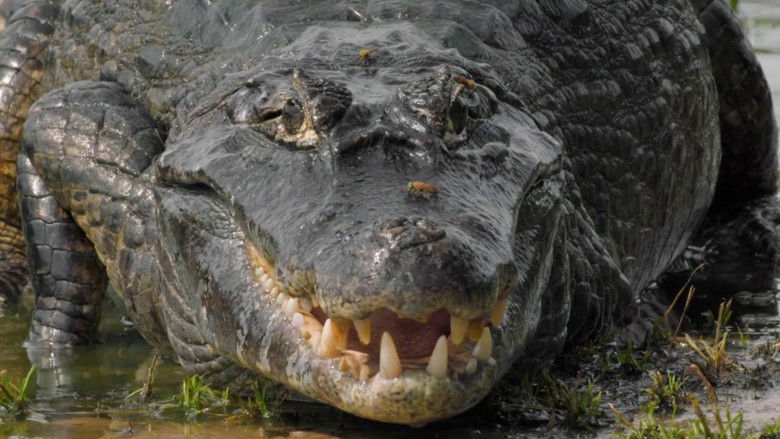 кадр из фильма Le lac rebelle du Pantanal