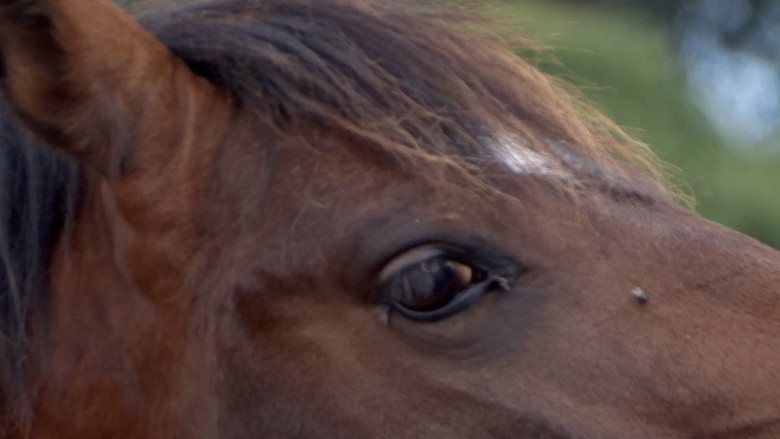 кадр из фильма Animal