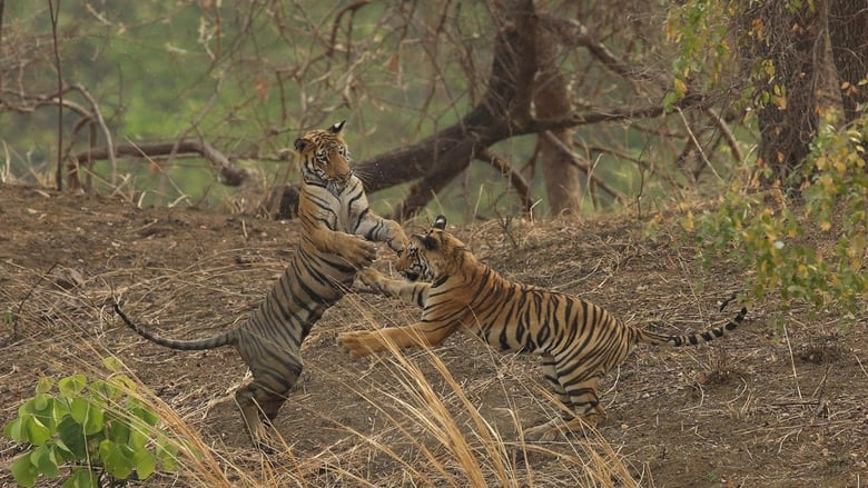 кадр из фильма Tiger Queen of Taru