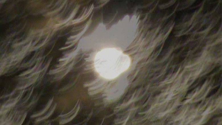 кадр из фильма light blossom