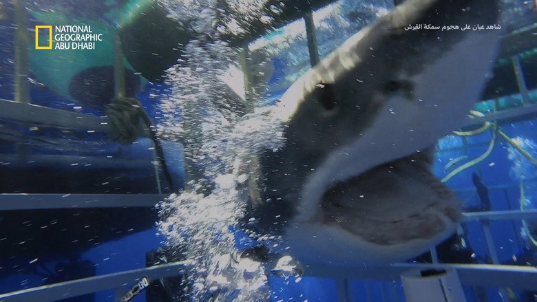 Eyewitness Shark Attacks