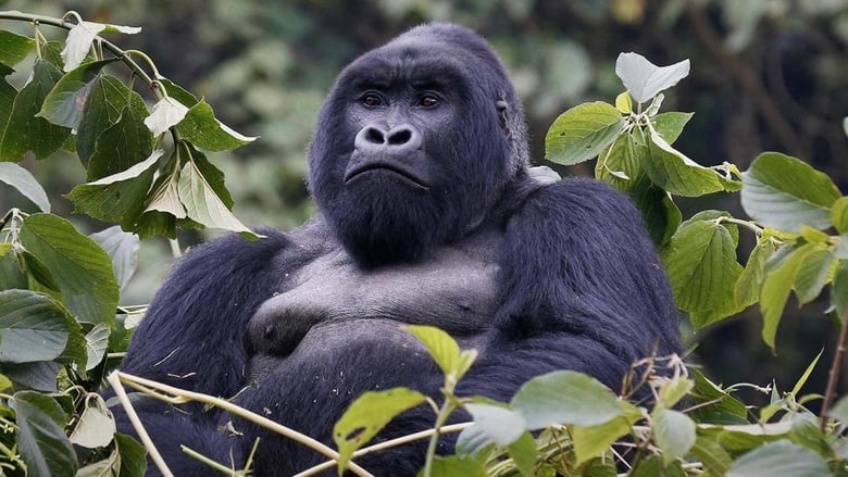 кадр из фильма Mountain Gorilla