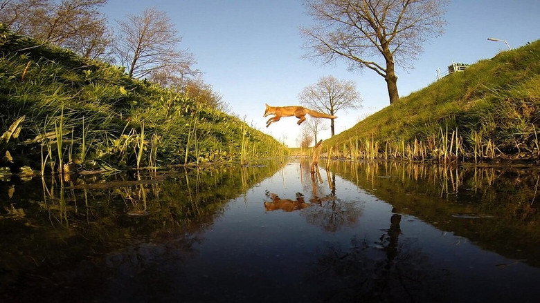 кадр из фильма Amsterdam Wildlife