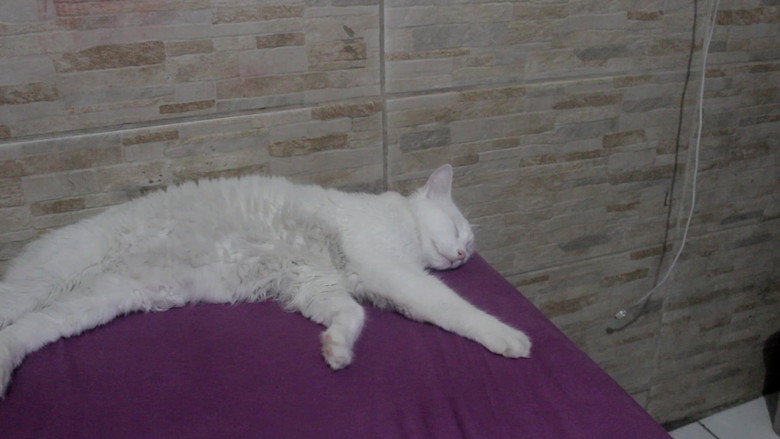 кадр из фильма Viagem dos Sonhos