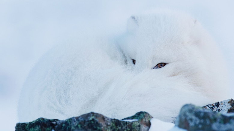 кадр из фильма Frost uten Snø og Is