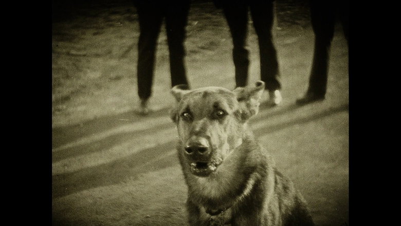 кадр из фильма Wonder Dogs! Canine Stars of the Silent Era (1898-1928)