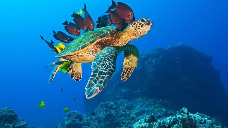 кадр из фильма Большое путешествие вглубь океанов 3D