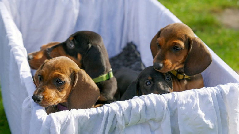 кадр из фильма Der Dackel