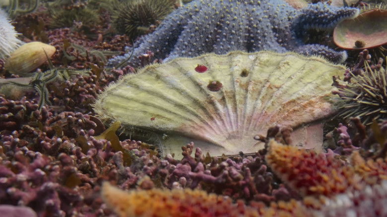 кадр из фильма A Deeper Dive with David Attenborough