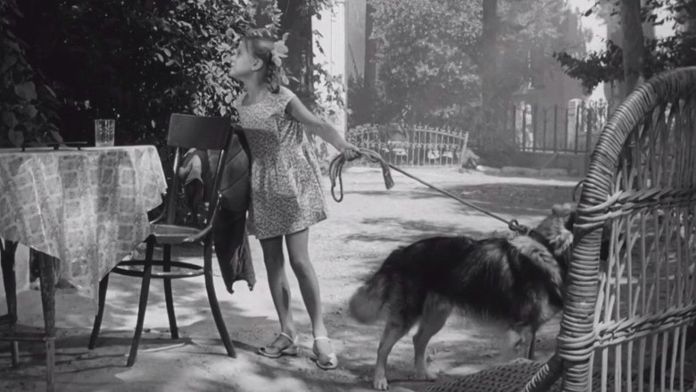 Дрессировщики