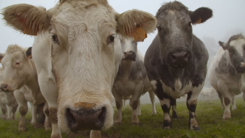 кадр из фильма Et l'homme créa la vache