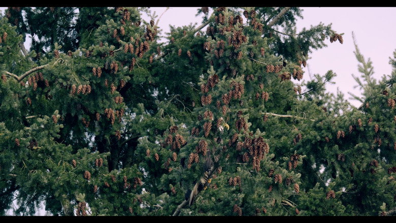 кадр из фильма BAEA