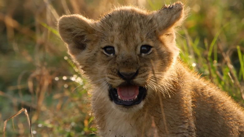 кадр из фильма Lions: Africa's Super Power