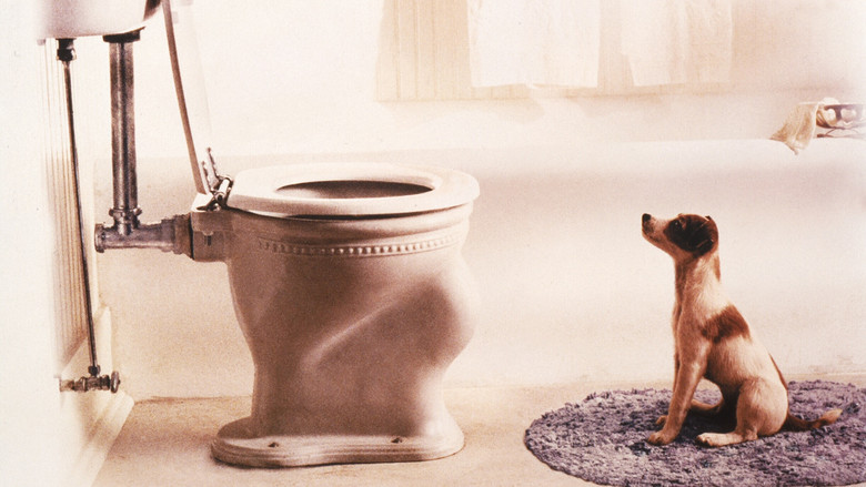 Мой пёс Скип