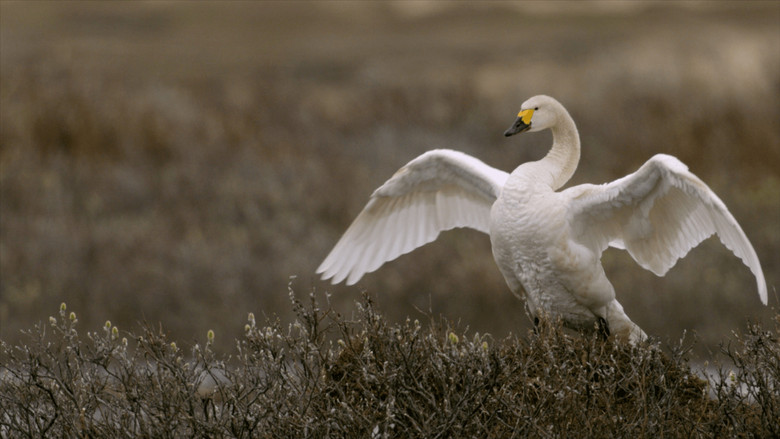 кадр из фильма Swans: Mystery of the Missing