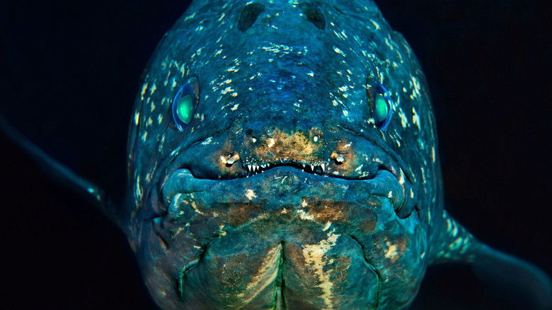 кадр из фильма Дайвинг с целакантом