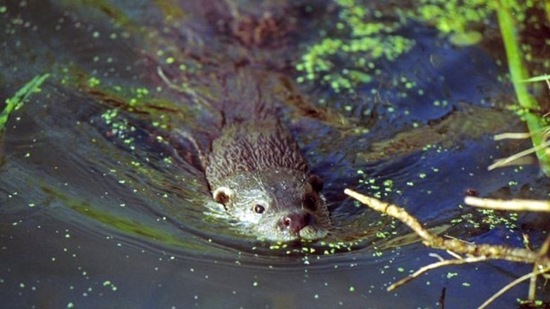 The Otter's Trail