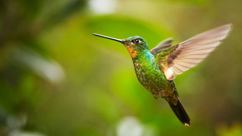 кадр из фильма South America Untamed