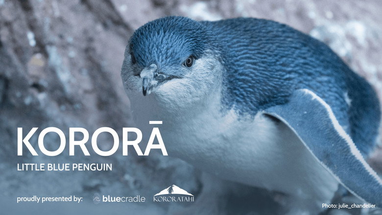 кадр из фильма Kororā: Little Blue Penguin