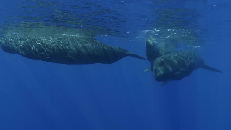 кадр из фильма Song of the Sperm Whale