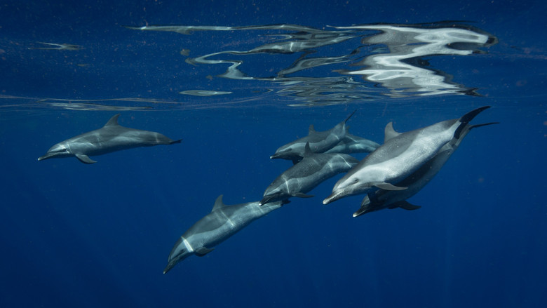 кадр из фильма The Map to Paradise