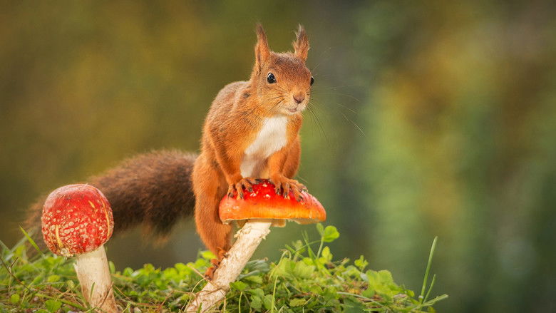 кадр из фильма Wild Tales From The Village