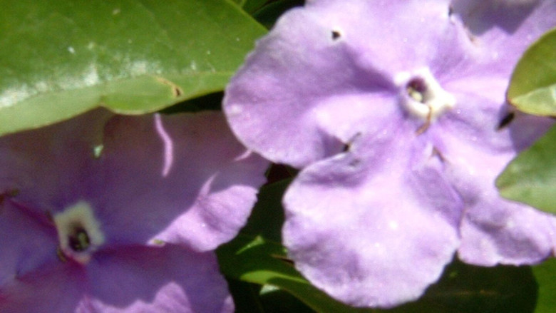 кадр из фильма 擇鳥記