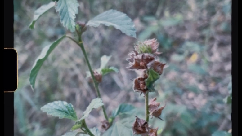 кадр из фильма Breve como la infancia