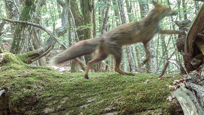 кадр из фильма Filmare dopo la morte