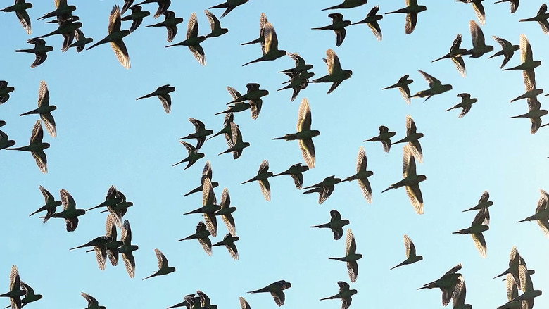 кадр из фильма Ray Martin: Mysteries Of The Outback