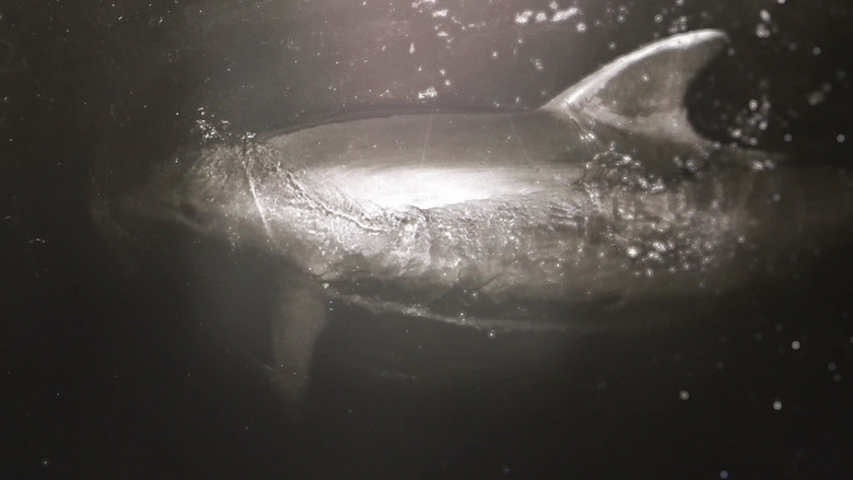 кадр из фильма Dolphin Lover