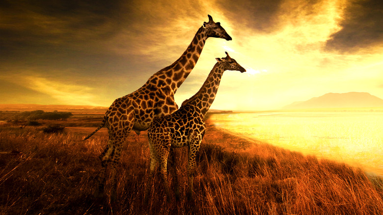 кадр из фильма Saving Giraffes: The Long Journey Home