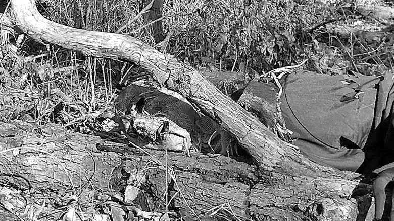 кадр из фильма Autumn Stalking