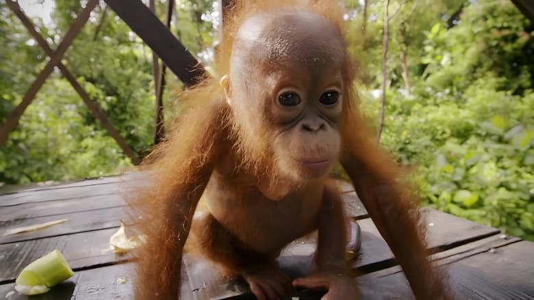 кадр из фильма Red Ape: Saving the Orangutan