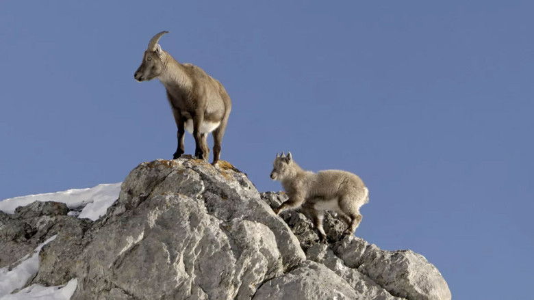 кадр из фильма Bouquetin, la vigie des montagnes