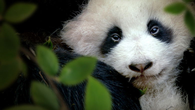кадр из фильма Panda Goes Wild