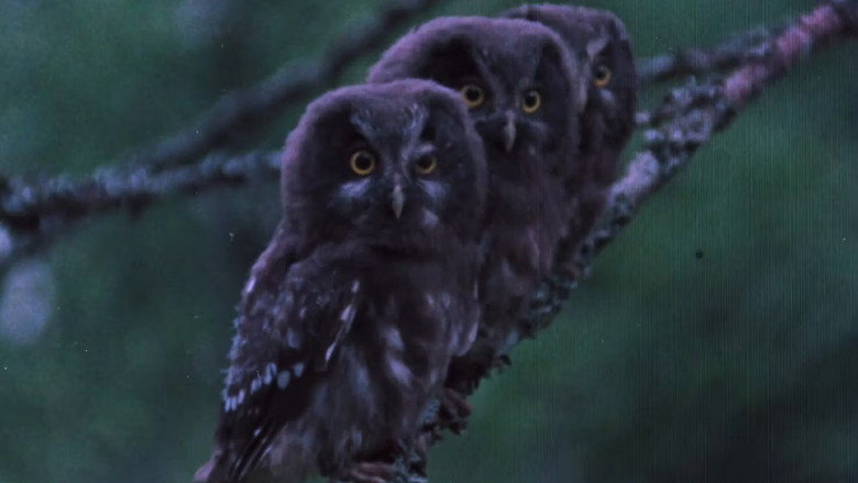 Pohjoisten metsien äänet