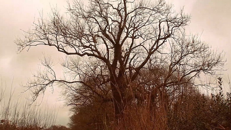 кадр из фильма Old Ways