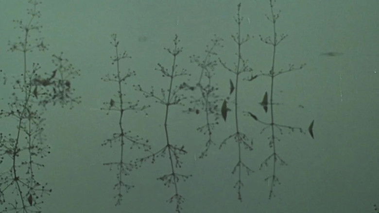 кадр из фильма Yeats Country