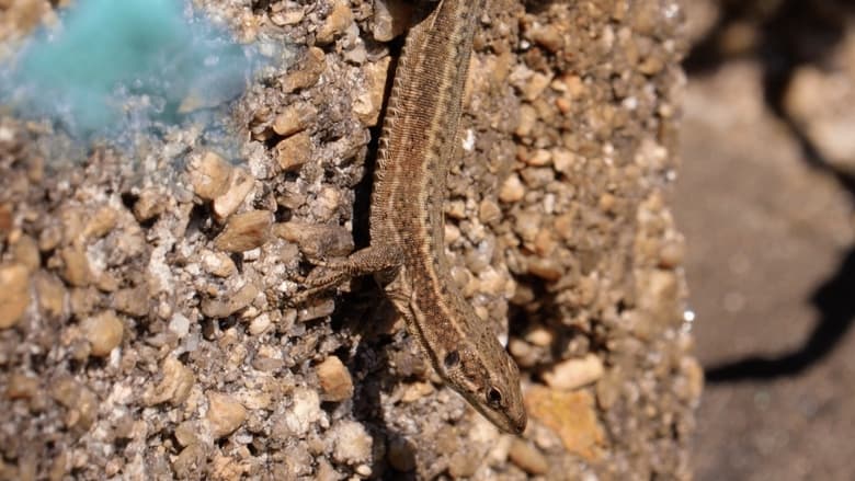 Unha illa no medio do mar