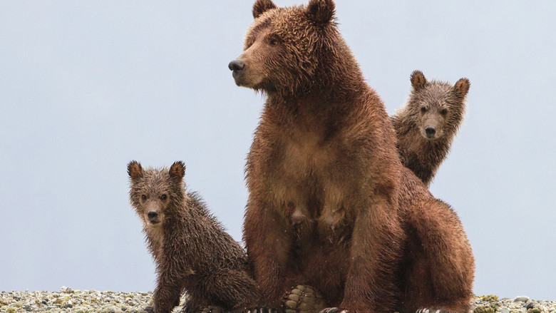 кадр из фильма Медведи
