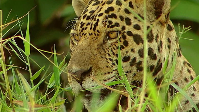 Conflits dans la Nature – Conflits dans la Jungle