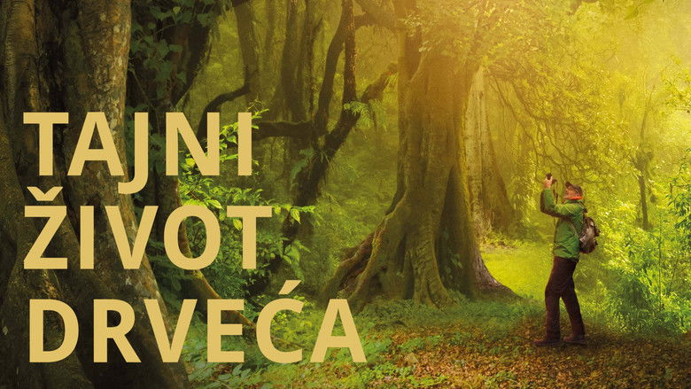 кадр из фильма Das geheime Leben der Bäume