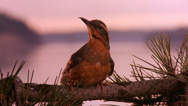 кадр из фильма Twin Peaks