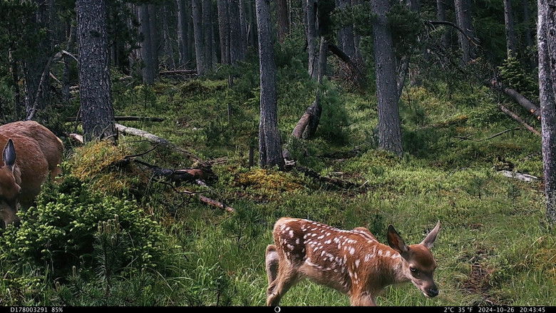 кадр из фильма Lumpaz