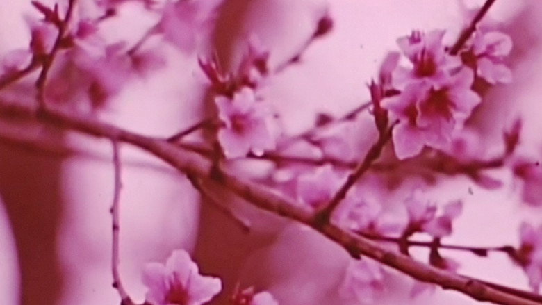 кадр из фильма Same Day Nice Biscotts